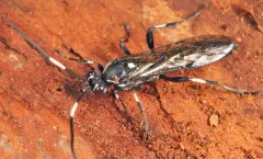 Orgichneumon calcatorius thumbnail 3