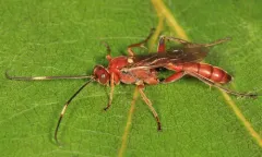 Rubicundiella mucronata thumbnail 1
