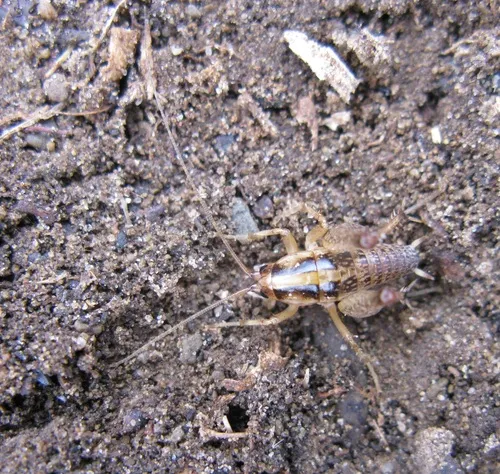 Striped Camel Cricket