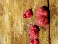 Lycogala exiguum thumbnail 2