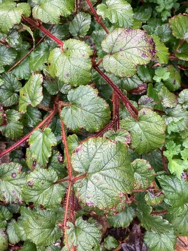 Chinese Bramble