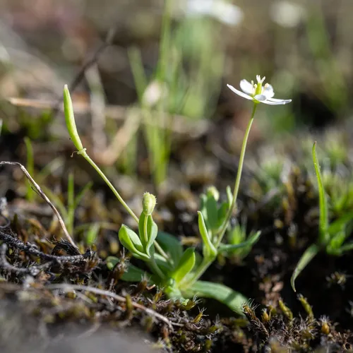 Oregon Fairypoppy