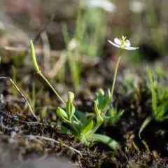 Oregon Fairypoppy thumbnail 1