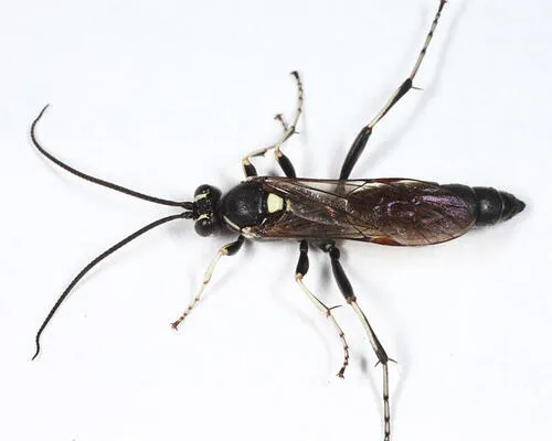 Virgichneumon subcyaneus