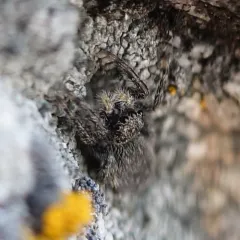 Intertidal Jumping Spider thumbnail 4