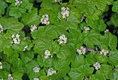 Wolf's Currant thumbnail 3