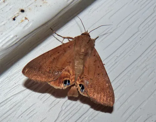 Palmetto Borer Moth