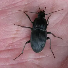 Dicaelus elongatus thumbnail 4