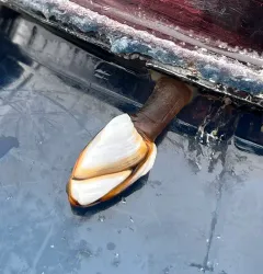 Pelagic Gooseneck Barnacle thumbnail 4