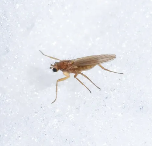 Lonchoptera impicta