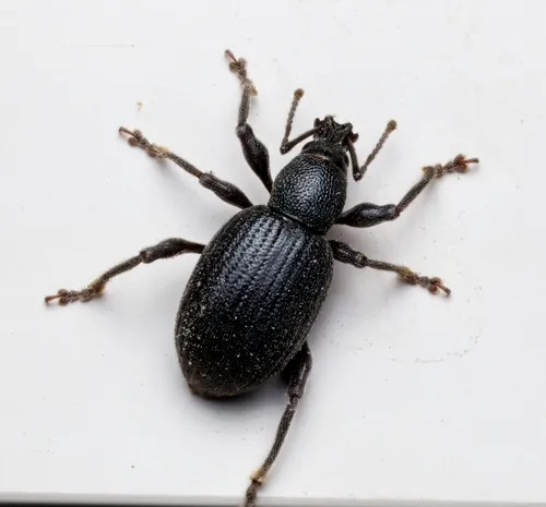 Lilac Root Weevil