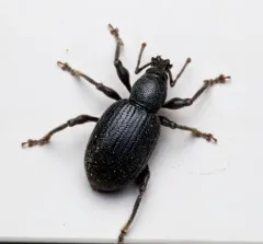 Lilac Root Weevil thumbnail 1