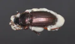 Beauveria pseudobassiana thumbnail 4