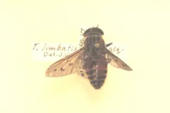 Tabanus limbatinevris thumbnail 3