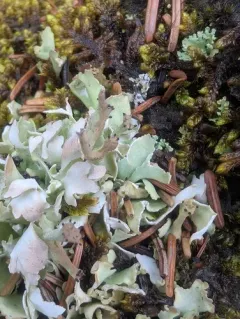 Crazy Scale Lichen thumbnail 3