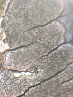 Graphostroma platystomum thumbnail 4