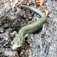 Klamath Black Salamander thumbnail 4