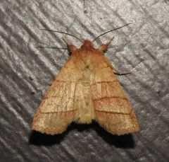 Citrine Sallow thumbnail 4