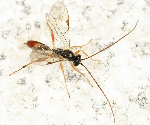 Astiphromma splenium