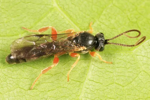 Chorinaeus aequalis
