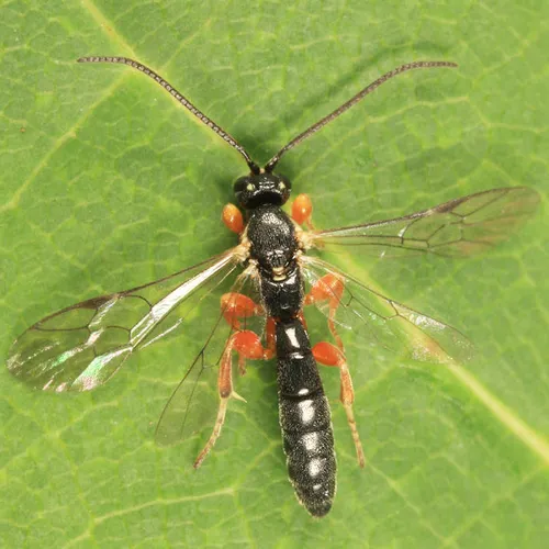 Exochus albifrons