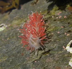 Red-gilled Nudibranch thumbnail 4