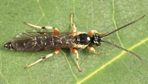 Exochus spilotus