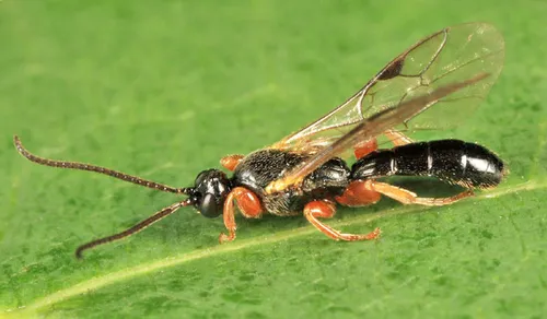 Triclistus pallipes