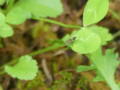 Hoplocyrtoma procera thumbnail 4