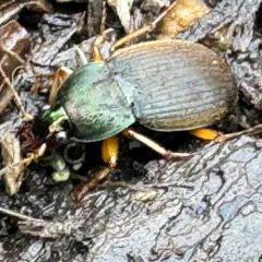 Chlaenius impunctifrons thumbnail 2