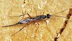 Neoxorides caryae thumbnail 2