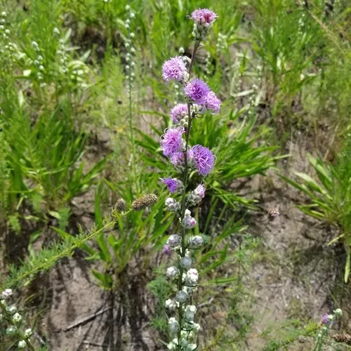 rough blazing star