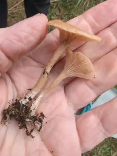 Rhizocybe vermicularis thumbnail 3