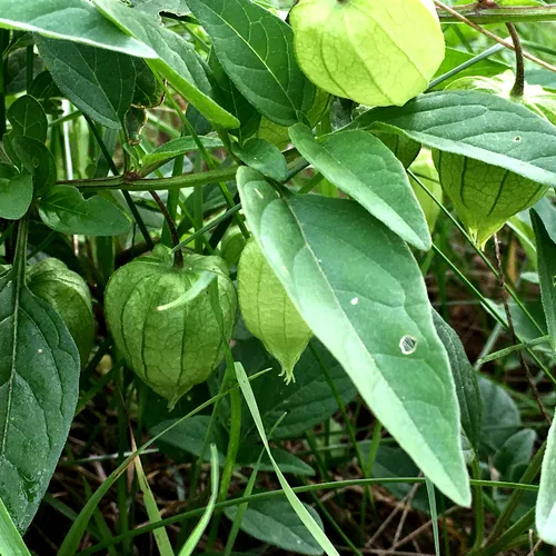 long-leaved groundcherry