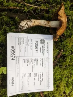 Cortinarius immixtus thumbnail 2