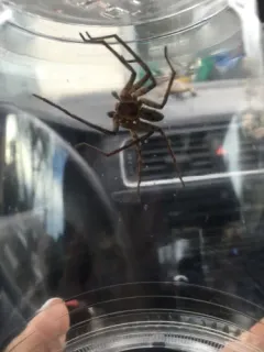 Pantropical Huntsman Spider thumbnail 3
