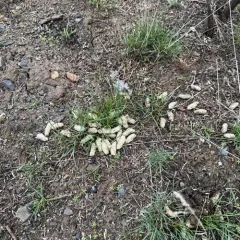 Greater Sage-Grouse thumbnail 4
