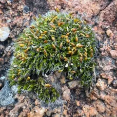 Grey-cushioned Grimmia thumbnail 4