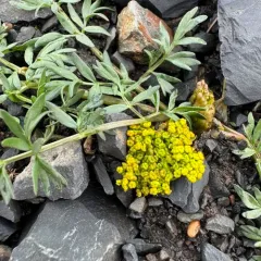 Cous-root Desert-parsley thumbnail 4