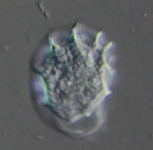 Odontochlamys gouraudi