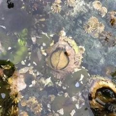 Thatched Barnacle thumbnail 2