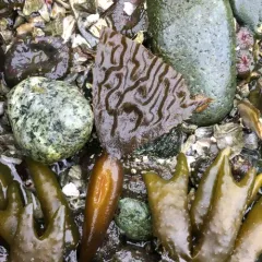 Giant Kelp thumbnail 1