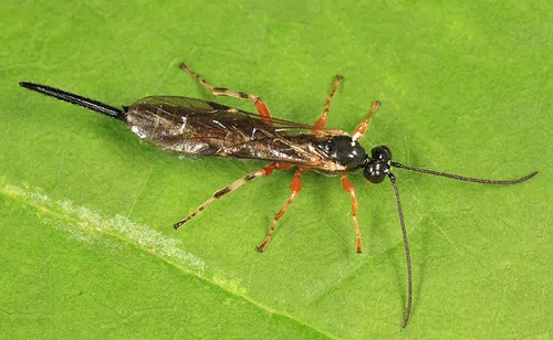 Endromopoda producta