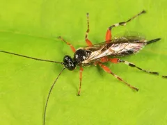 Pimpla aequalis thumbnail 2