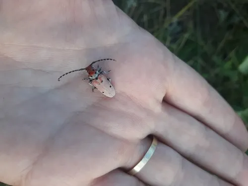 Pilose Milkweed Beetle