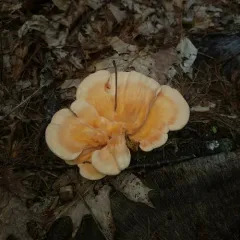 White-pored Chicken of the Woods thumbnail 2