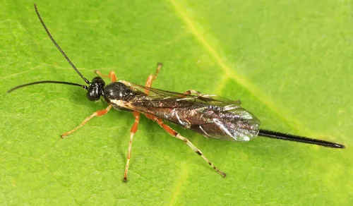Scambus hispae