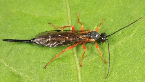 Scambus pterophori