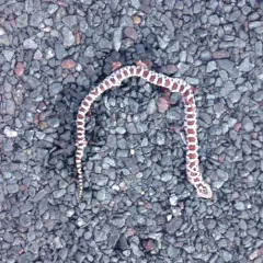 Eastern Milksnake thumbnail 2