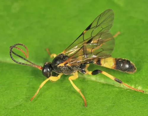 Cosmoconus petiolatus